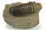 Detailed Crotalocephalina Trilobite - Atchana, Morocco #348125-2